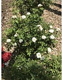 White Drift Groundcover Rose #3, 'Meizorland' PP#28,054