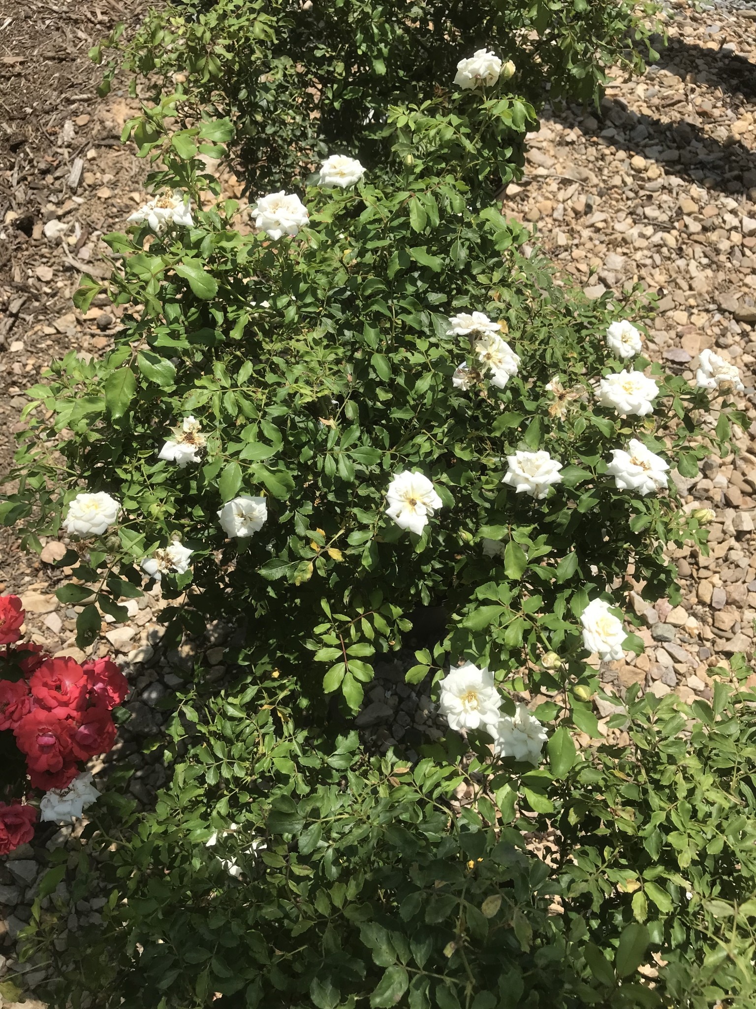 Rose, Drift, Rosa 'Meizorland' White Drift® 3G