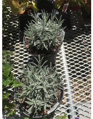 Lavender, Lavandula x intermedia 'Phenomenal' 1G
