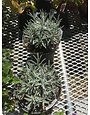 Lavender, Lavandula x intermedia 'Phenomenal' 1G