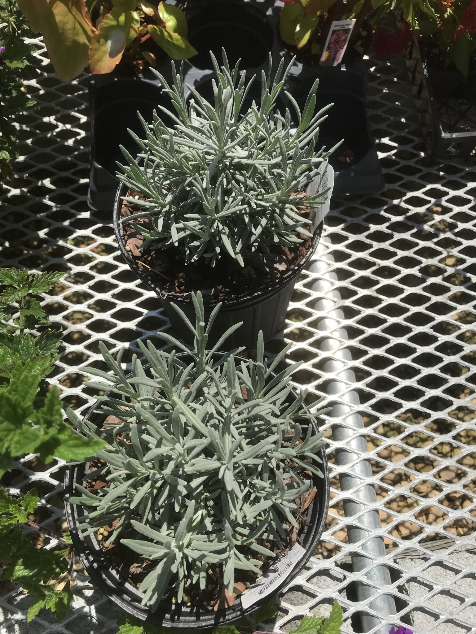 Lavender, Lavandula x intermedia 'Phenomenal' 1G