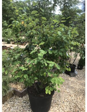 Serviceberry, Amelanchier x grandiflora 'Autumn Brilliance' (Multi-Stem) 25G