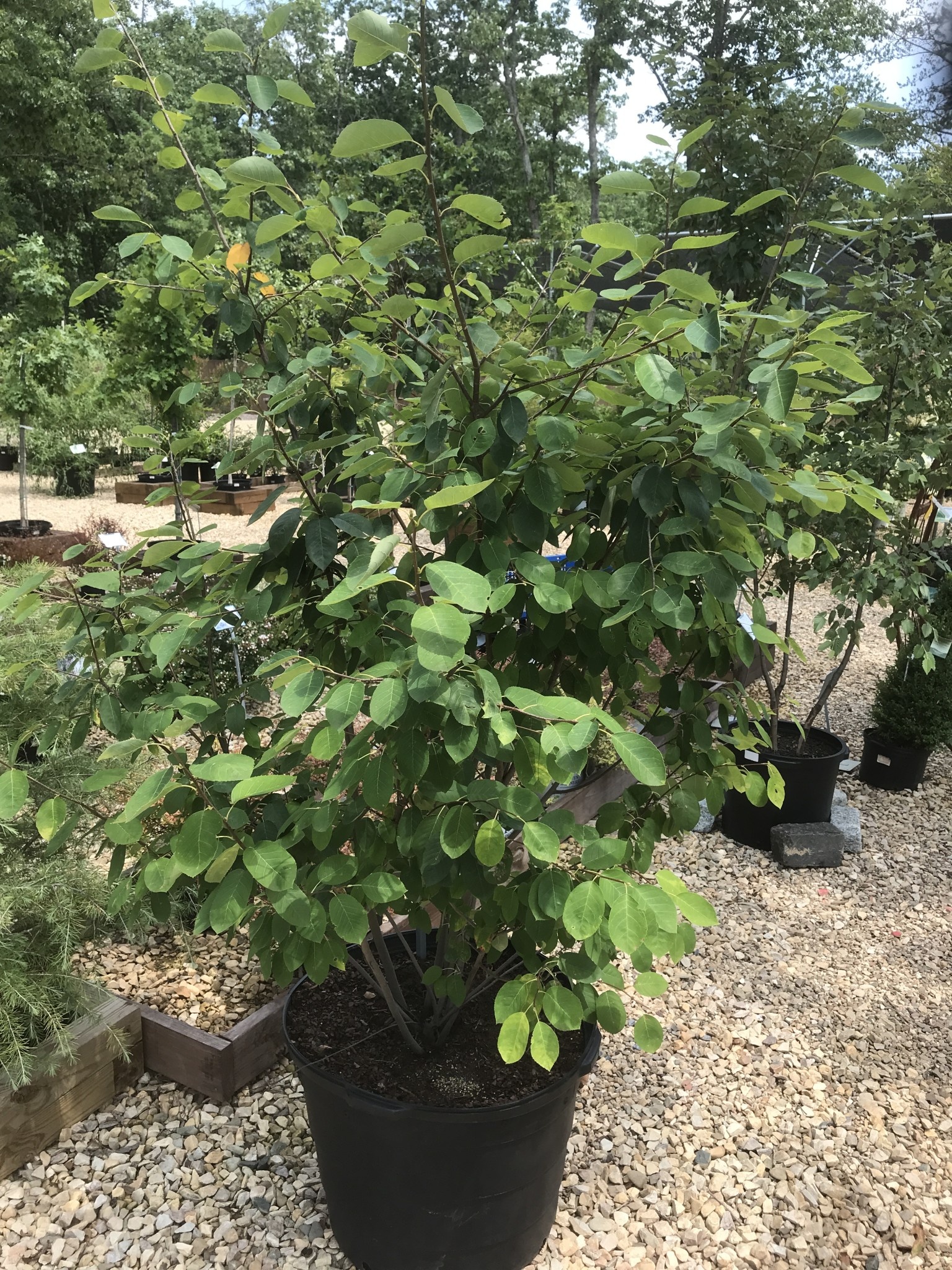 Serviceberry, Amelanchier x grandiflora 'Autumn Brilliance' (Multi-Stem) 25G