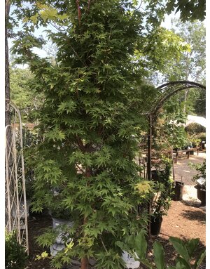Maple, Coral Bark Japenese Maple, Acer palmatum 'Sango kaku',#25