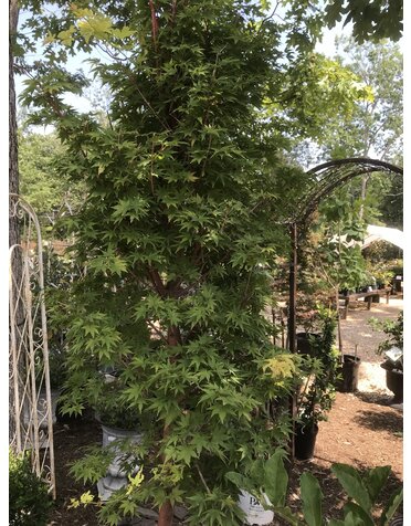 Maple, Coral Bark Japenese Maple, Acer palmatum 'Sango kaku',#25