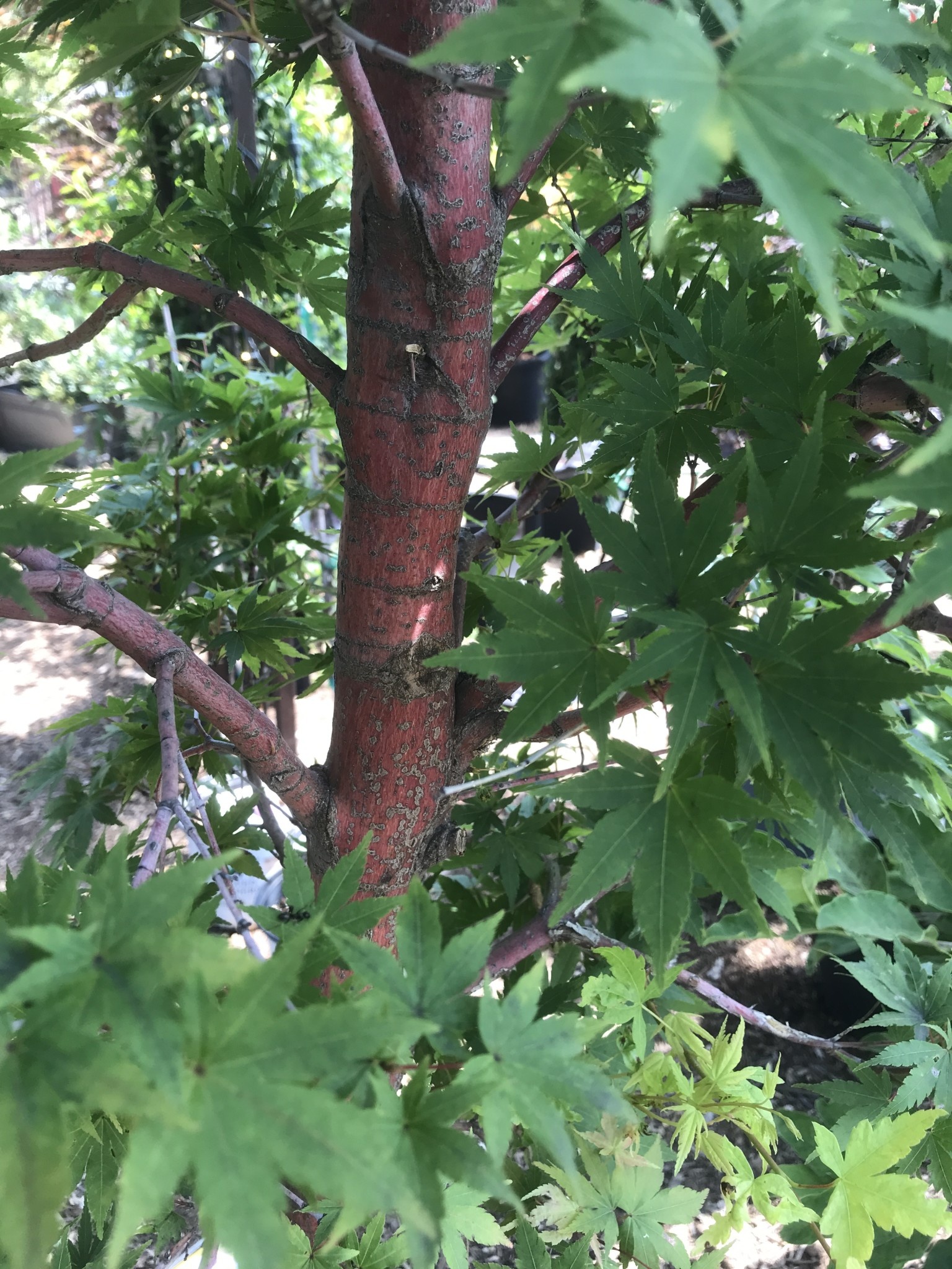 Maple, Coral Bark Japenese Maple, Acer palmatum 'Sango kaku',#25