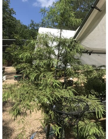 BALD CYPRESS 15G NATIVE