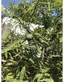 Taxodium distichum 15G NATIVE BALD CYPRESS