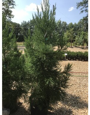 Cryptomeria japonica 'Radicans'