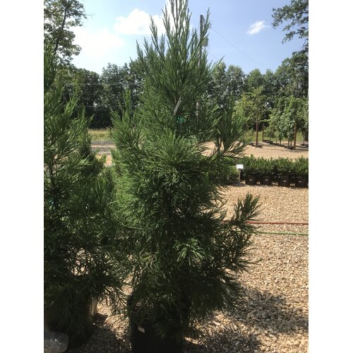 Cryptomeria japonica 'Radicans'