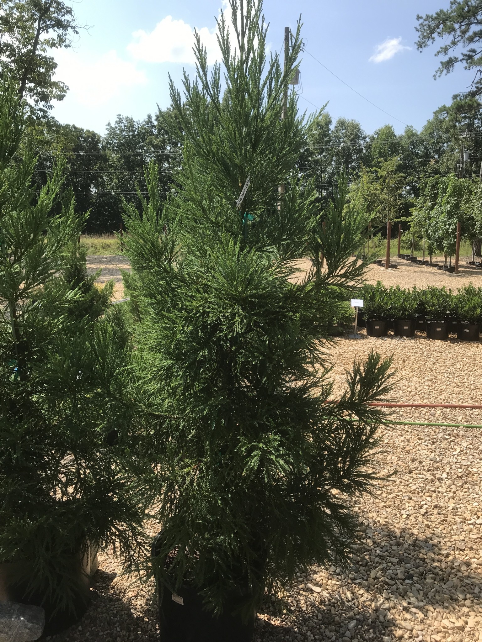 Cryptomeria japonica 'Radicans'