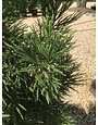 Cryptomeria japonica 'Radicans'