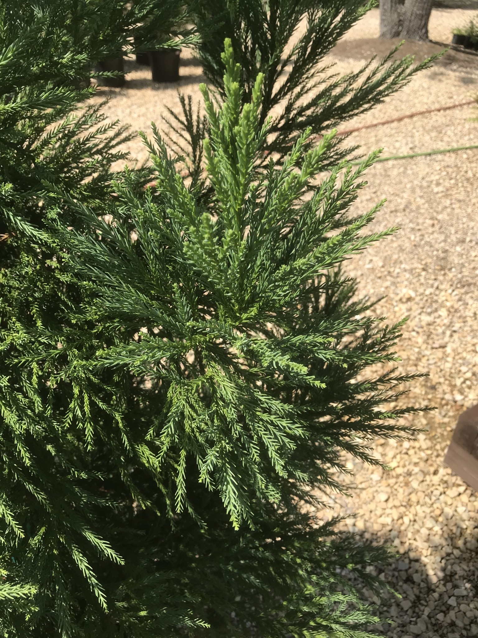 Cryptomeria japonica 'Radicans'