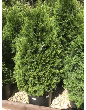 Arborvitae, Thuja occidentalis 'Emerald Green' 10G