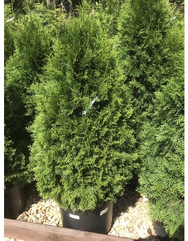 Arborvitae, Thuja occidentalis 'Emerald Green' 10G