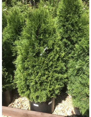 Emerald Green Arborvitae 10G