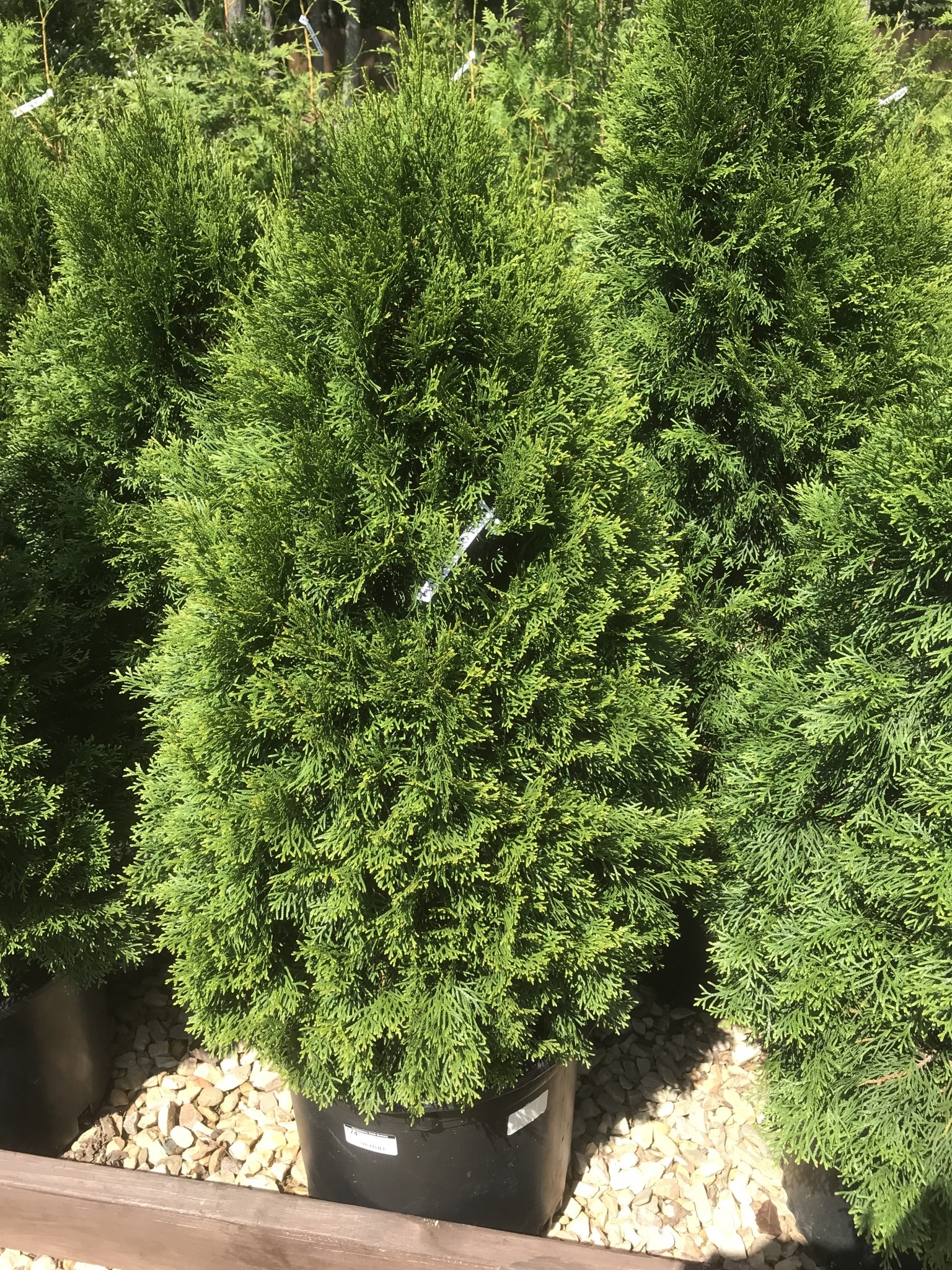 Arborvitae, Thuja occidentalis 'Emerald Green' 10G