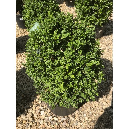 'Jim Stauffer' Boxwood