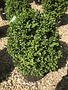 'Jim Stauffer' Boxwood