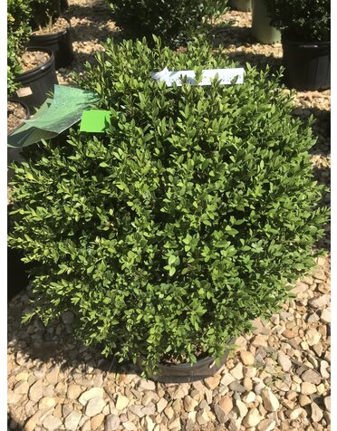 Boxwood, Buxus 'Green Mound' 12-15"