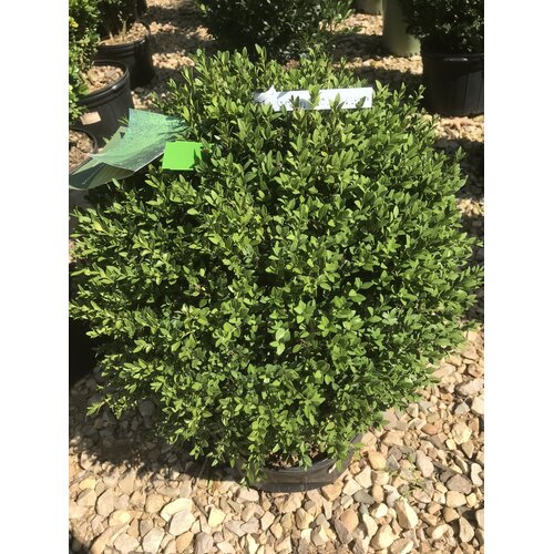 Boxwood, Buxus 'Green Mound' 12-15"
