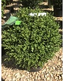 Boxwood, Green Mound, Buxus x 'Green Mound' 12-15"