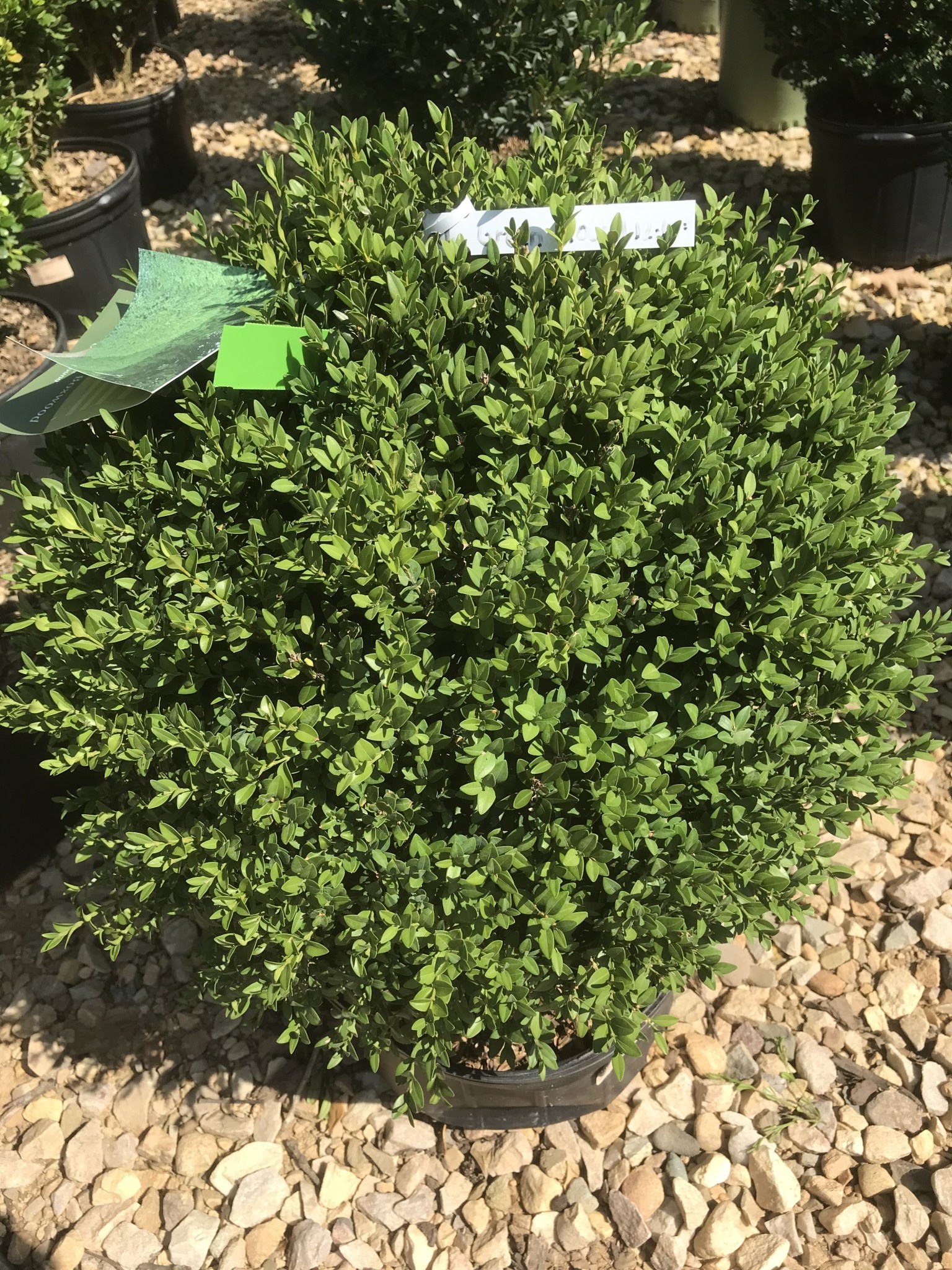 Boxwood, Buxus 'Green Mound' 12-15"
