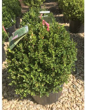 Boxwood, Buxus microphylla 'Little Missy' 15-18"
