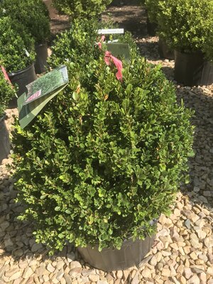 Boxwood, Buxus microphylla 'Little Missy' 15-18"