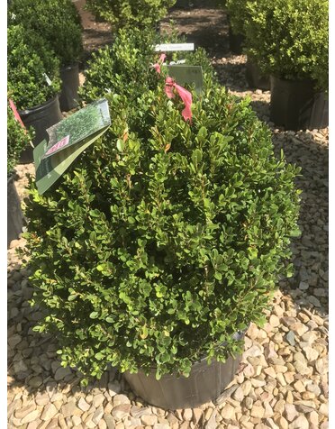 Boxwood, Buxus microphylla 'Little Missy' 15-18"
