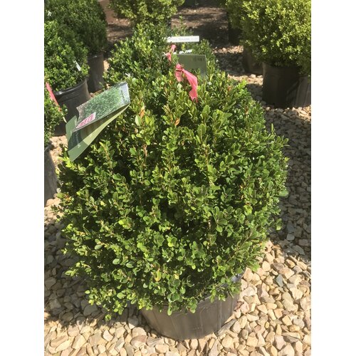 Boxwood, Buxus microphylla 'Little Missy' 15-18"