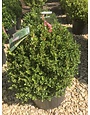 Boxwood, Buxus microphylla 'Little Missy' 15-18"