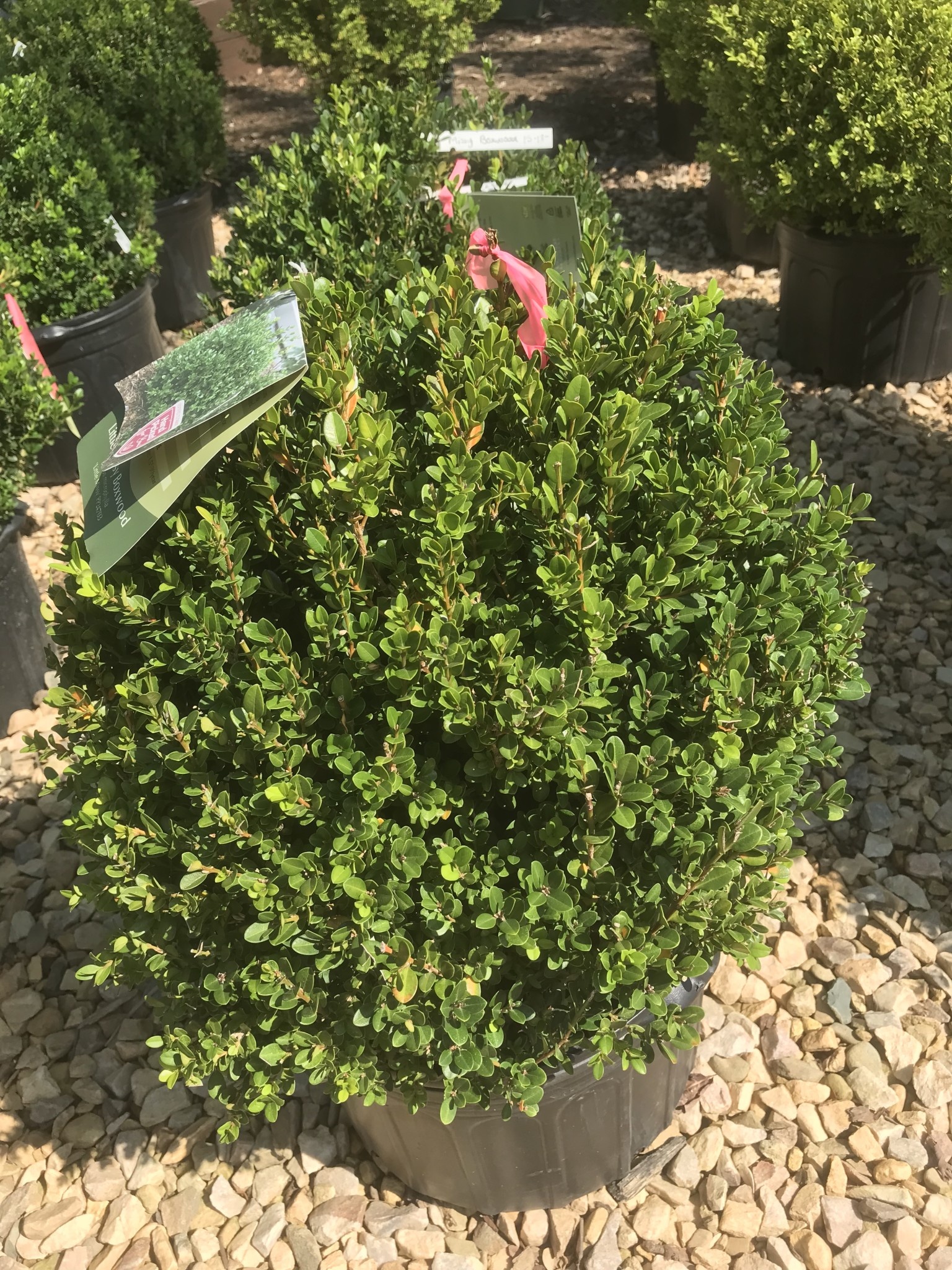 Boxwood, Buxus microphylla 'Little Missy' 15-18"