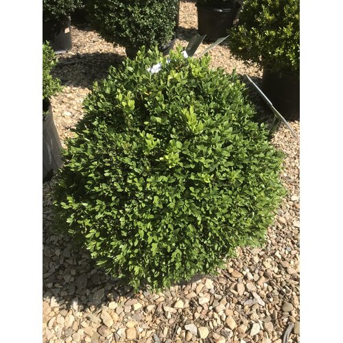 'Green Velvet' Boxwood