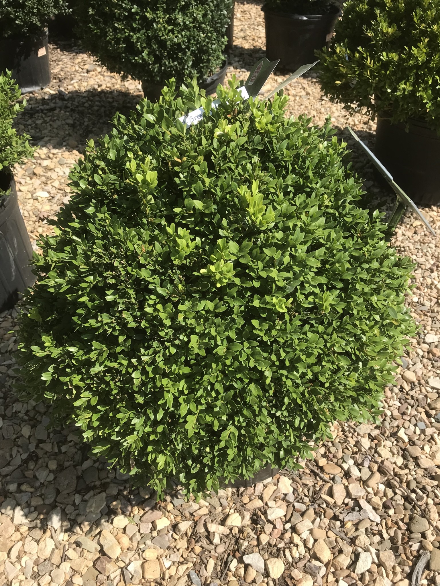 'Green Velvet' Boxwood