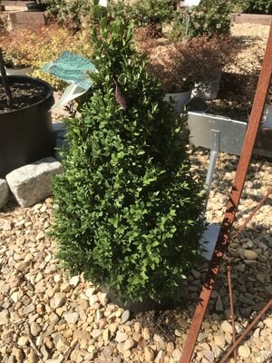 'Green Mountain' Boxwood