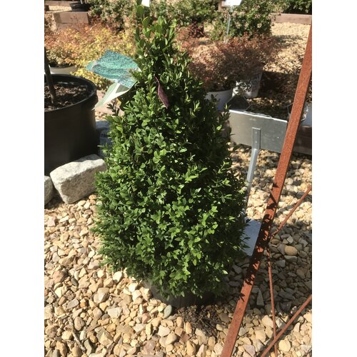 'Green Mountain' Boxwood