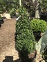 'Dee Runk' Boxwood