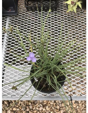 Tradescantia ohiensis 'Mrs. Loewer' Ohio Spiderwort 1G