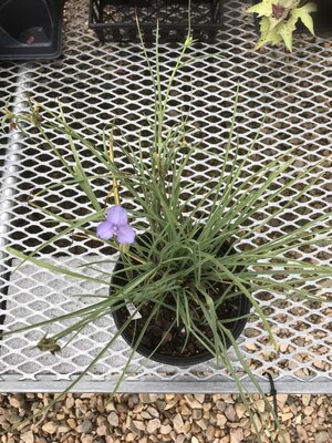 Spiderwort, Tradescantia ohiensis 'Mrs. Loewer' Ohio Spiderwort 1G