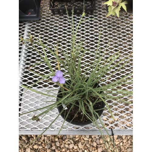 Spiderwort, Tradescantia ohiensis 'Mrs. Loewer' Ohio Spiderwort 1G