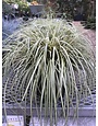 Carex oshimensis 'Evergold'