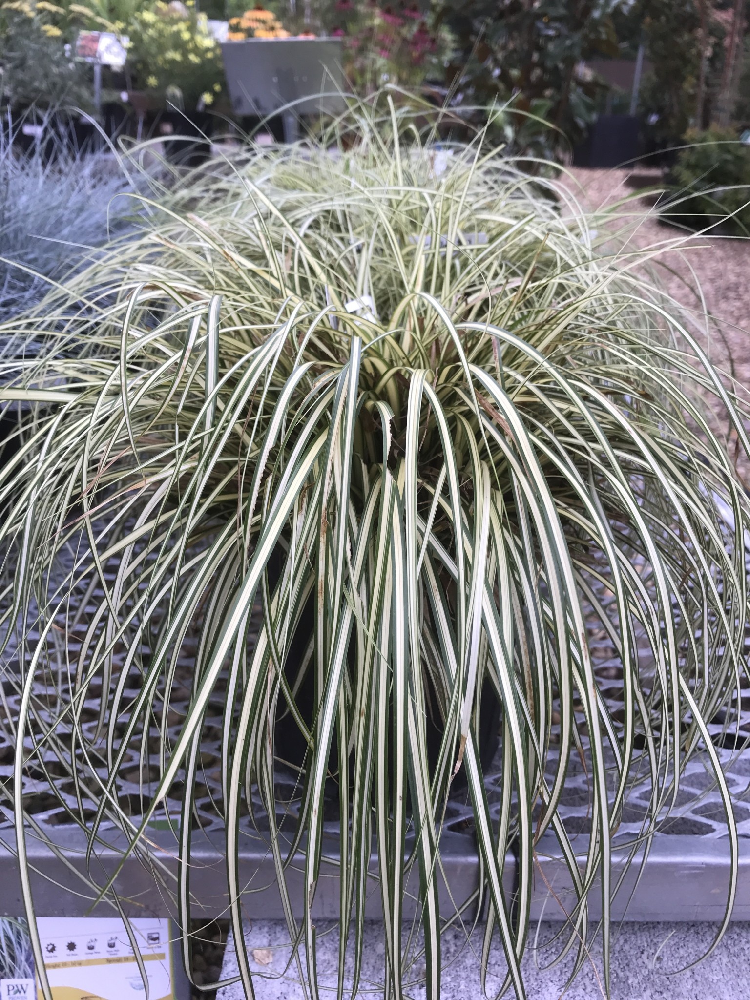 Carex oshimensis 'Evergold'