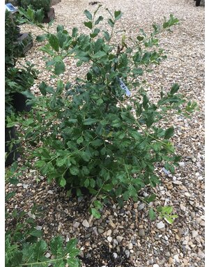 Holly, Ilex opaca 'Greenleaf' 3G