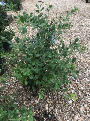 Holly, Ilex opaca 'Greenleaf' 3G