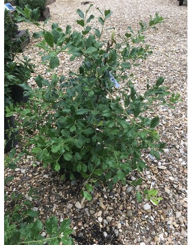 Holly, Ilex opaca 'Greenleaf' 3G