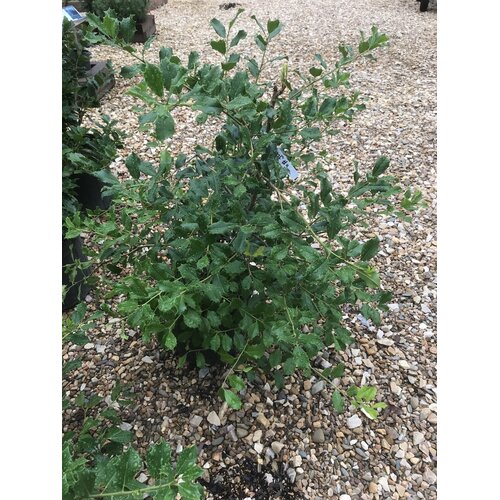 Holly, Ilex opaca 'Greenleaf' 3G