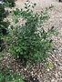 Holly, Ilex opaca 'Greenleaf' 3G