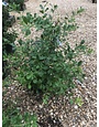 Holly, Ilex opaca 'Greenleaf' 3G