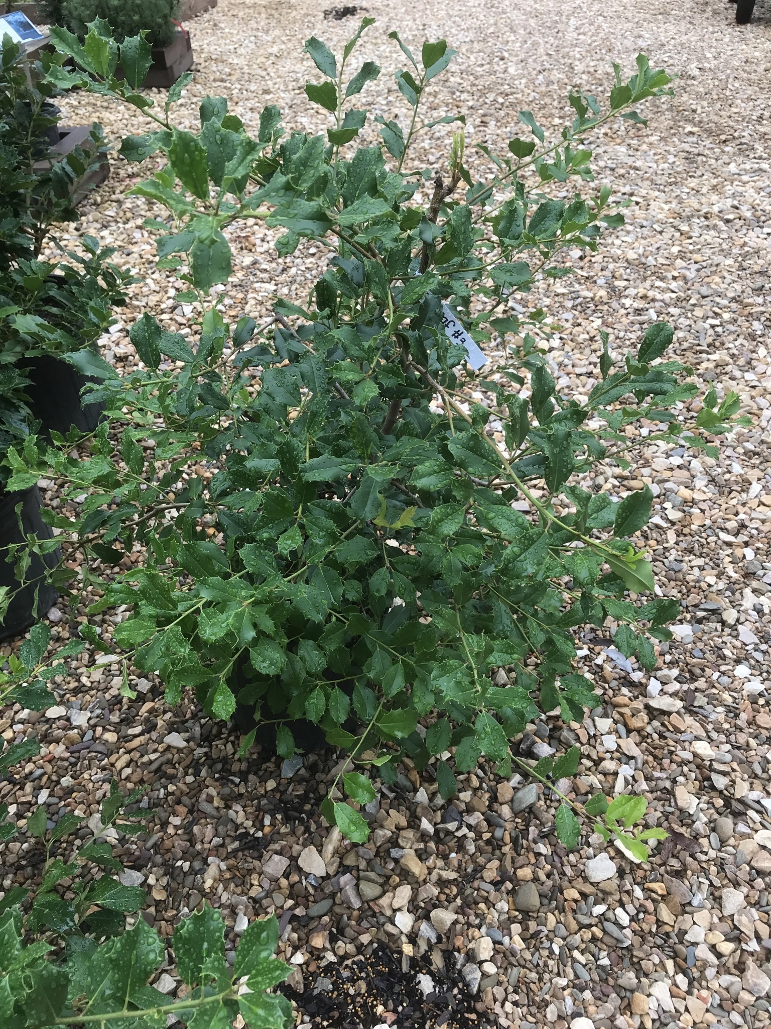 Holly, Ilex opaca 'Greenleaf' 3G